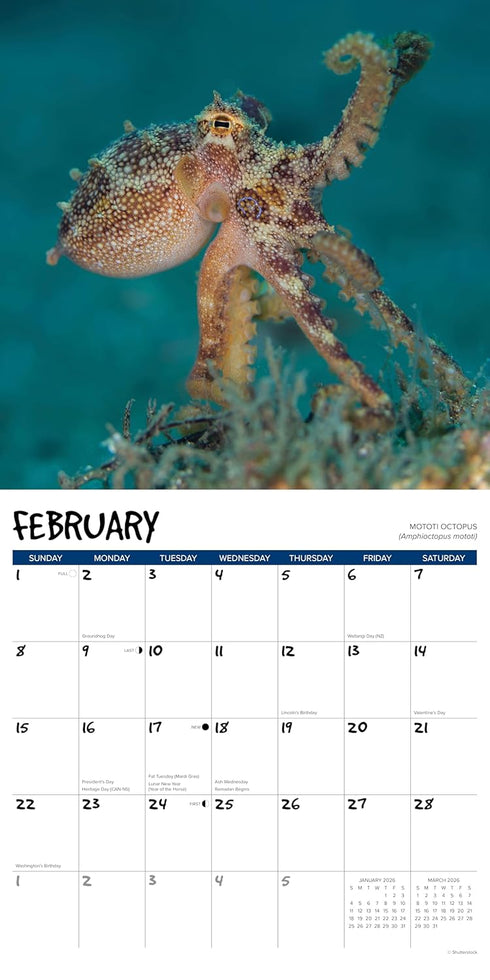 2026 OCTOPUS  WALL CALENDAR